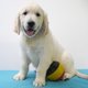 Splendides chiots Golden retriever