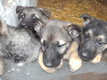Chiots berger allemand
