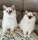 Chatons Sacr de Birmanie