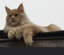 Magnifiques Maine coon disponibles de suite