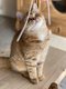 Porte de chatons british