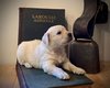 Golden retreiver