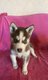 Chiot husky