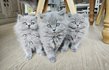 Magnifiques British Longhair