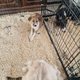 Bbs border collie