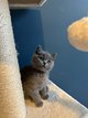 Chatons Scottish straight bleu So Chic Cattery