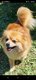 Spitz femelle