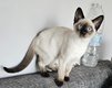 Adorables chatons siamois