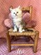 [New] Ligne Shaded - 4 splendides chatons Maine...