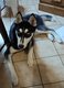 Chiot femelle Husky sibrien