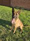 Chiot berger malinois