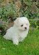 Superbes bichons maltais mles