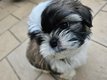 3 adorables Shih-tzu