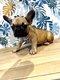 Bouledogue franais