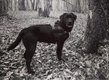 Nova, Labrador Retriever  donner
