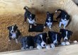 Adorables chiots border collie