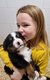Disponibles de suite, Superbes Chiots Bouviers...