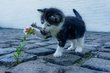 Garde familiale de votre chat - un seul chat  la...
