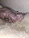 Manifique  chaon sphynx