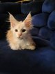 Maine coon rservation