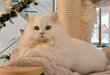 Magnifique chaton Blanc