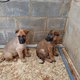 Disponible de suite Magnifique chiots Malinois