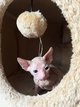 Donskoy/sphynx du don