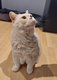 British Shorthair de 15 ans  donner