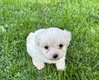 Bb bichon mle