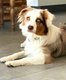 [cherche] Berger Australien male pour saillie