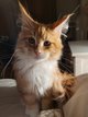 Bbs maine coon