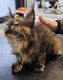 Chaton Main Coon femelle