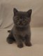 Dernier chaton British shorthair bleu