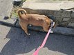 Amrican bully mle