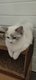 Chaton ragdoll