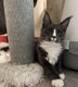 Chaton Maine Coon