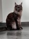 Maine coon femelle Black smoke