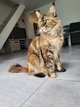 Femelle maine coon