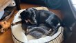 Sara, basset montngrois d'1 an et 3 mois