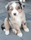 Magnifiques chiots bergers australiens