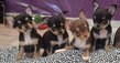 Chiot chihuahua trs beau type