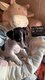 Chiots Jack Russell Pur race