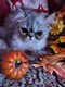 Minifique chaton persan disp