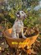 Splendides Chiots Dalmatiens