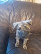 Chiot Mle Berger hollandais