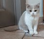 British shorthair et longhair