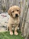 Chiots Labrador red fox et couleur d'or (parents...