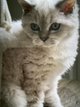 Chaton selkirk rex