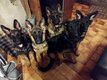 Chiots berger allemand poil long xl