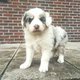 Magnifiques chiots border collie